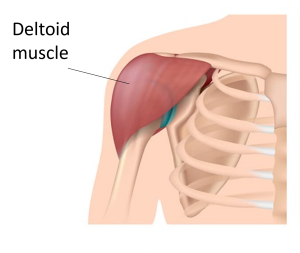 Diagram of shoulder anatomy showing deltoid muscle