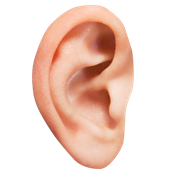 Ear