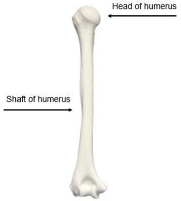 Humerus