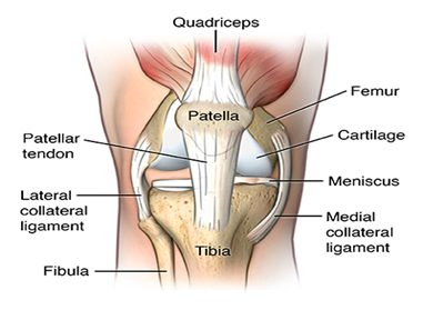 Illustration of anatomy of knee