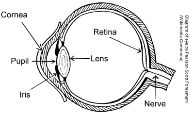 Human eye diagram.png