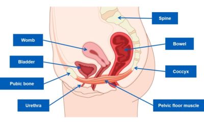 Pelvic floor muscles