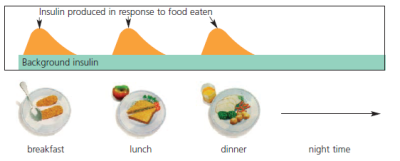 Insulin diagram.png